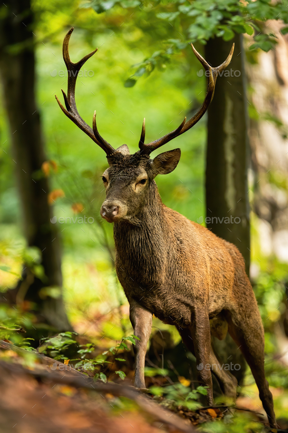 Active red deer stag walking up a hill in summer forest from front view - Stock Photo - Images
