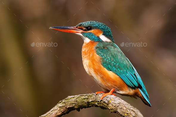 Lovely common kingfisher female sitting on a twig from profile at sunrise - Stock Photo - Images