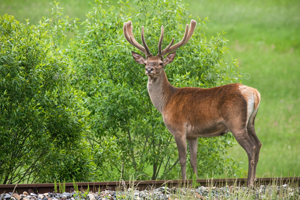 Unaware red deer standing on railroad in summer with green field in background - Stock Photo - Images