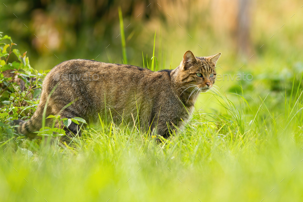 Focused european wildcat on a hunt looking for prey in summer - Stock Photo - Images