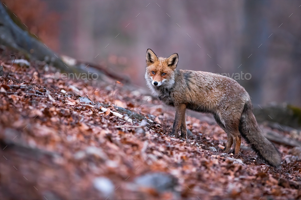 Red fox with beautiful long puffy tail posing in the autumnal nature - Stock Photo - Images