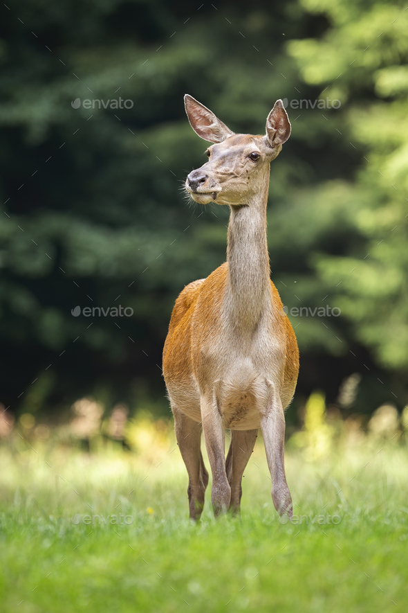 Shy red deer hind listening on a green meadow from front view - Stock Photo - Images