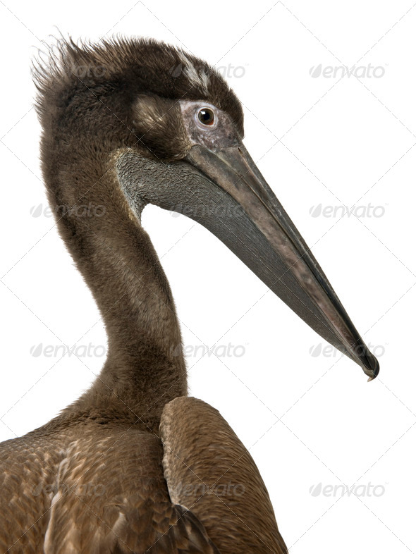 Close-up headshot of young pink-backed pelican, 2 months old, standing in front of white background - Stock Photo - Images