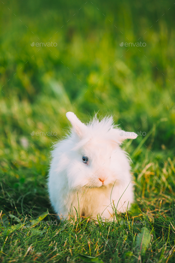 Dwarf Snow-White Mixed Breed Rabbit Bunny Sitting In Green Grass ...