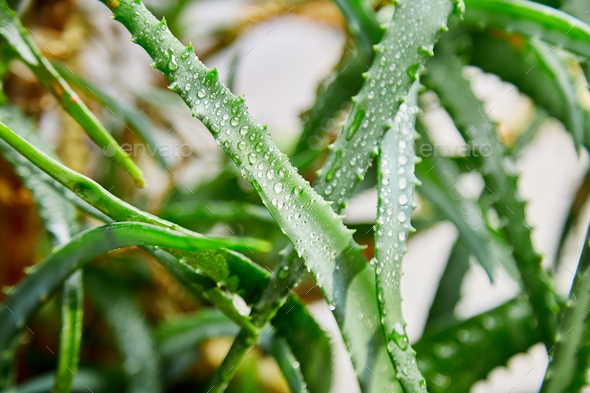 Aloe vera is a popular medicinal plant for health and beauty