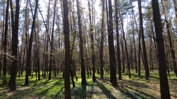 Walking Through the Forest with Pine Trees During the Day POV Slow Motion alt