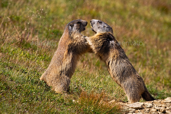 Alpine marmot, marmota marmota, fighting over territory near den entrance - Stock Photo - Images