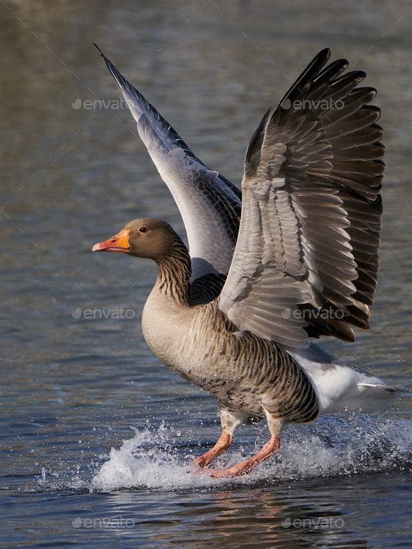 Greylag goose (Anser anser) - Stock Photo - Images