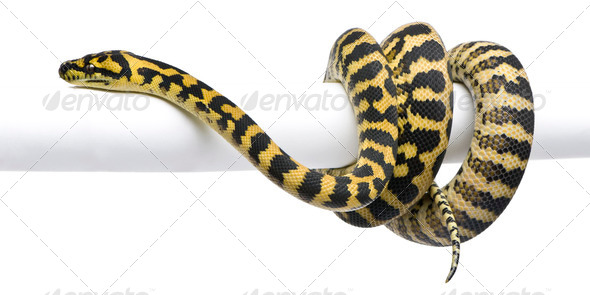 Morelia spilota variegata python, 1 year old, on pole in front of white background - Stock Photo - Images