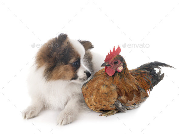 papillon dog and chicken
