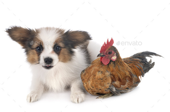 papillon dog and chicken