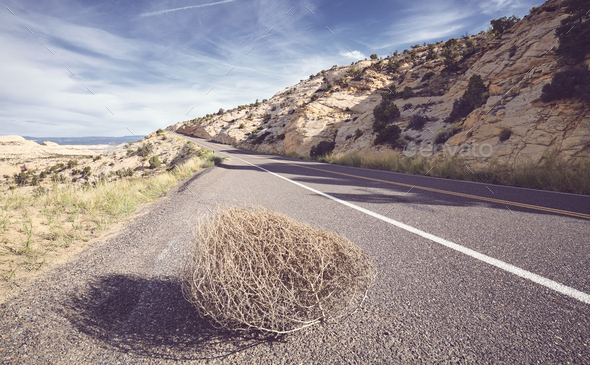 Tumbleweed on a road - Stock Photo - Images