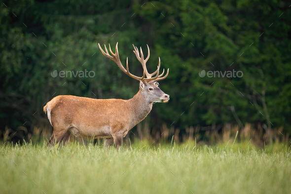 Strong red deer stag standing on a open pasture in nature - Stock Photo - Images