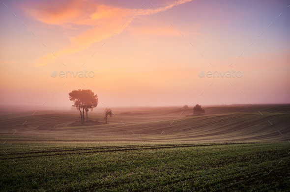 Scenic field - Stock Photo - Images