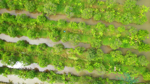 An aerial view over banana and durian plantations alt