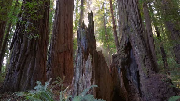 Sunrise in Redwood National Park USA alt