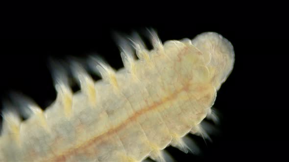 Worm Polychaeta Naineris sp. under a microscope, family Orbiniidae ...