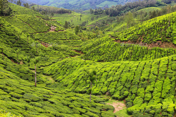 Tea plantations between Yellapatty and Top station in Munnar, Kerala ...