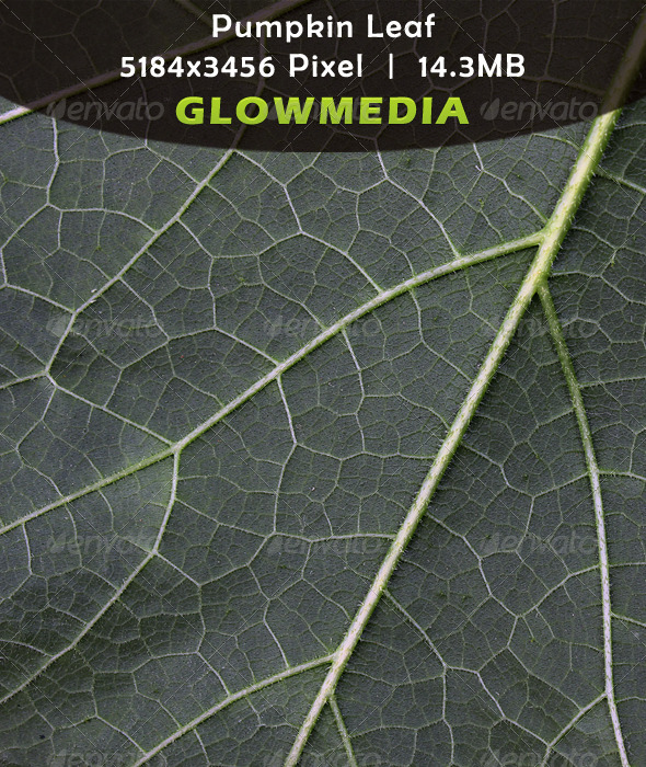 Pumpkin Leaf