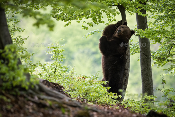 Wild brown bear standing on rear legs and scratching its back on a tree