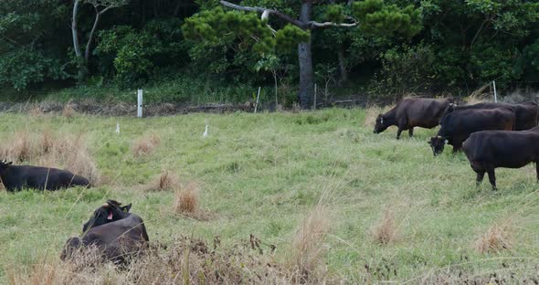 Cow pasture in ishigaki island alt