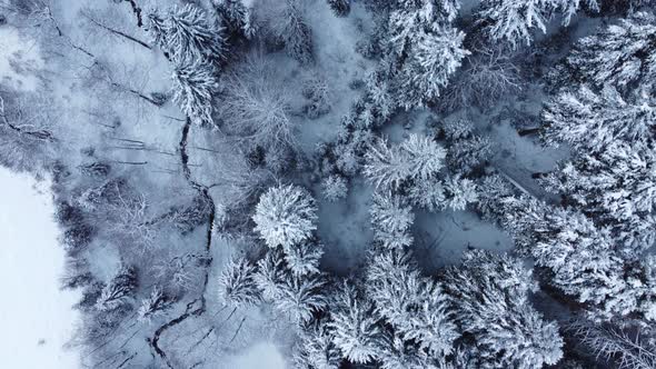 Walking In The Snowy Forest Aerial alt