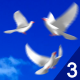 Flying Doves 3 - VideoHive Item for Sale