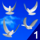 Flying Doves 1 - VideoHive Item for Sale
