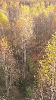 Vertical Video of an Autumn Forest During the Day alt