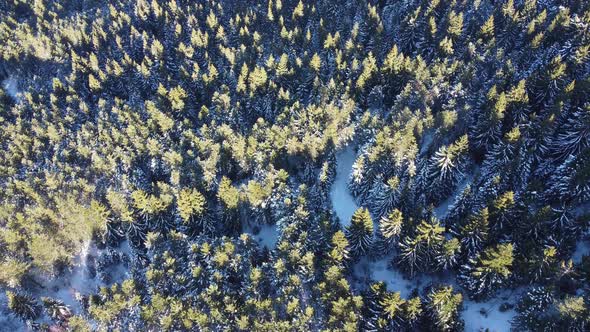 Drone view of beautiful pine trees on a winter sunny day