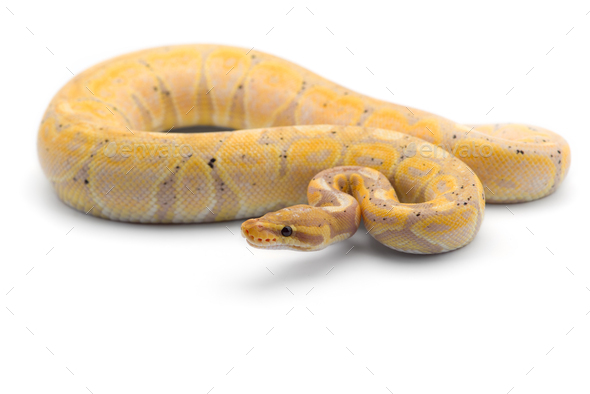The royal python isolated on white background Stock Photo by PetlinDmitry