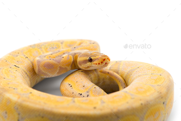 The royal python isolated on white background Stock Photo by PetlinDmitry