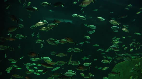 VideoHive Various Fish 20402411 VideoHive Various Fish 20402411
