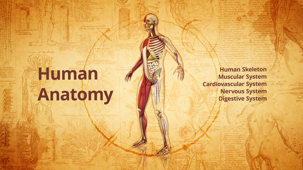 Human Systems and - VideoHive 26384110