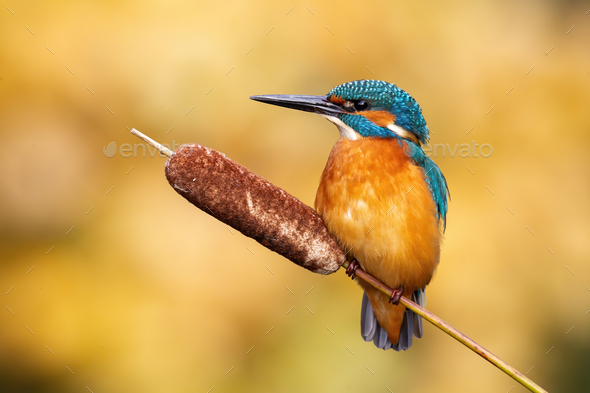 Calm male common kingfisher sitting still on bulrush reed on a sunny day