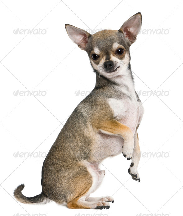 Chihuahua, 3 years old, on hind legs, in front of white background - Stock Photo - Images