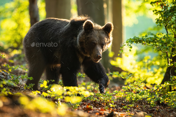 Dangerous brown bear walking in summer nature at sunrise - Stock Photo - Images