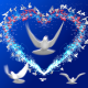 Pigeons animation (Heart with doves) - VideoHive Item for Sale