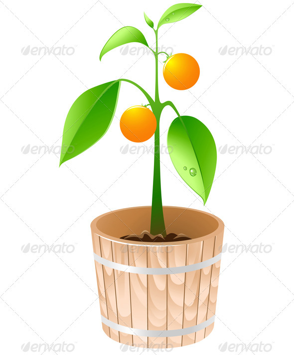 Orange Tree in a Wooden Tub - Flowers & Plants Nature