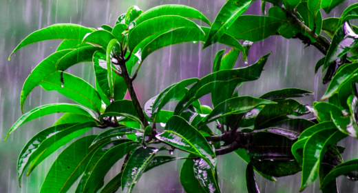 Rainy Day in the Forest