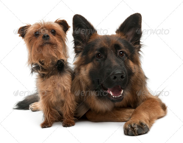 Yorkshire Terrier, 5 years old and German Shepherd, 10 years old, in front of white background - Stock Photo - Images