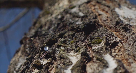 Birch Sap