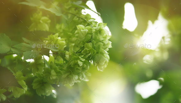 Hop cones on bush, green blurred natural background