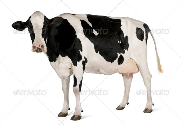 Holstein cow, 5 years old, standing against white background - Stock Photo - Images