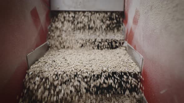 At a Plant for the Production of Sunflower Oil alt