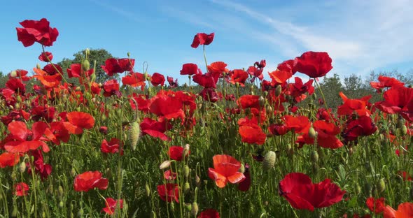 Poppies field, papaver rhoeas, in bloom, Wind, near Sibenik in Croatia, slow motion 4K alt