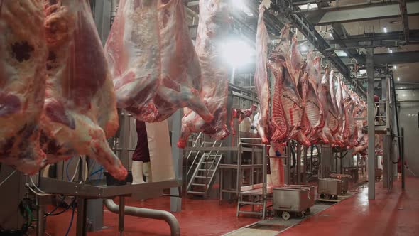 Meat Processing Plant Male Butchers Trim Beefs Carcass Meat Production ...