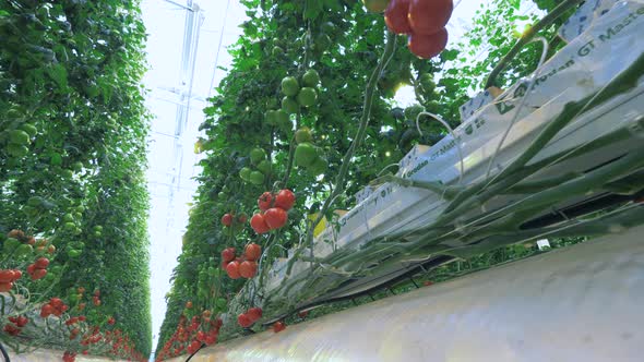 Irrigation System and Tomato Plants Connected To It alt