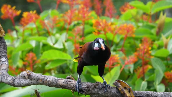 Crested Oropendola in its Natural Habitat in the Rainforest