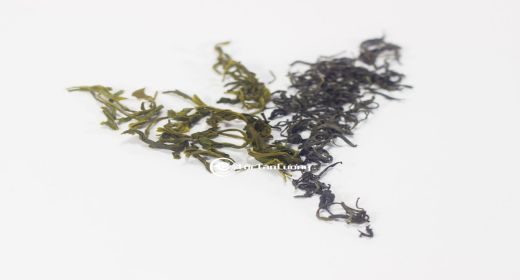 búp trà thái nguyên